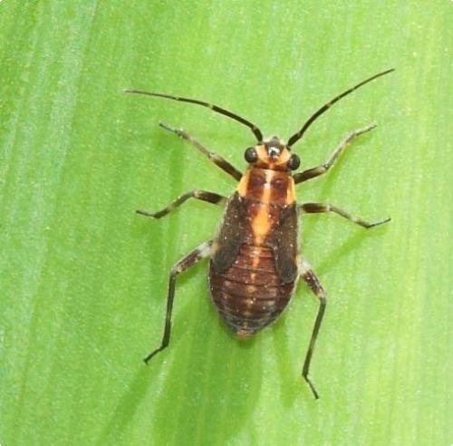 Réf. 196 564 : Capsodes flavomarginatus